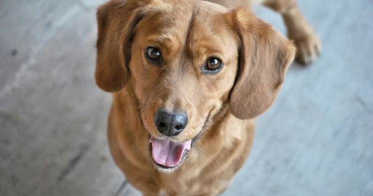 Contoh Descriptive Text Tentang Anjing Dalam Bahasa Inggris Dan Artinya Bahasa Inggris Xyz Contoh Descriptive Text Tentang Anjing Dalam Bahasa Inggris Dan Artinya Bahasa Inggris Xyz