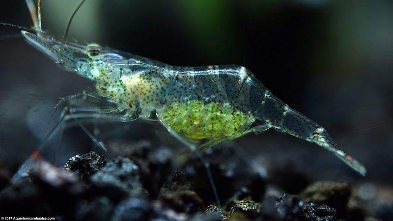 Gambar Teman Untuk Satu Akuarium Dengan Udang Red Cherry Shrimp- udang hantu