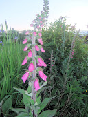 Purple Foxglove