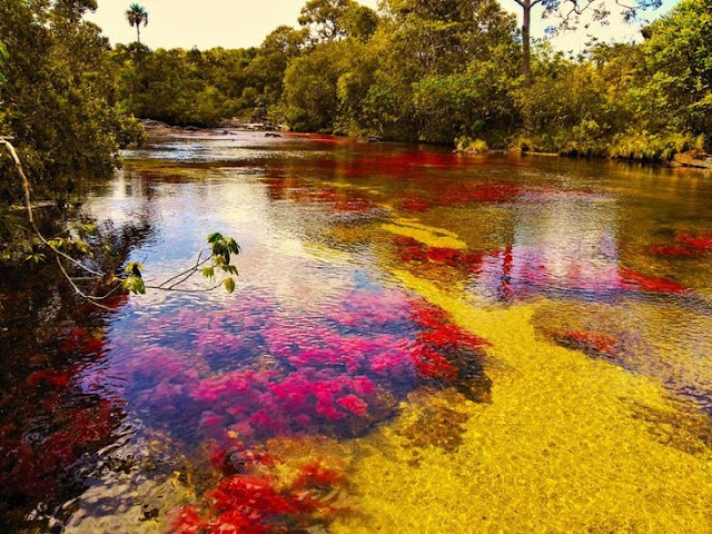 Cómo es el considerado rio más hermoso del mundo - Alcoiris líquido
