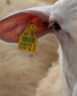 Identifikasi Ear Tag Ternak Kambing Domba