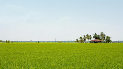 Sawah Padi di Sekinchan Kuala Selangor