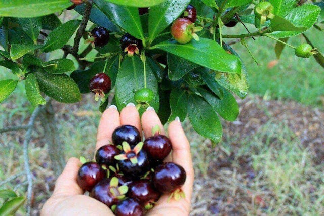 Cây cherry Brazil trồng chậu dễ trồng tại nhà 53435093_121466752283322_1976699418845380608_n