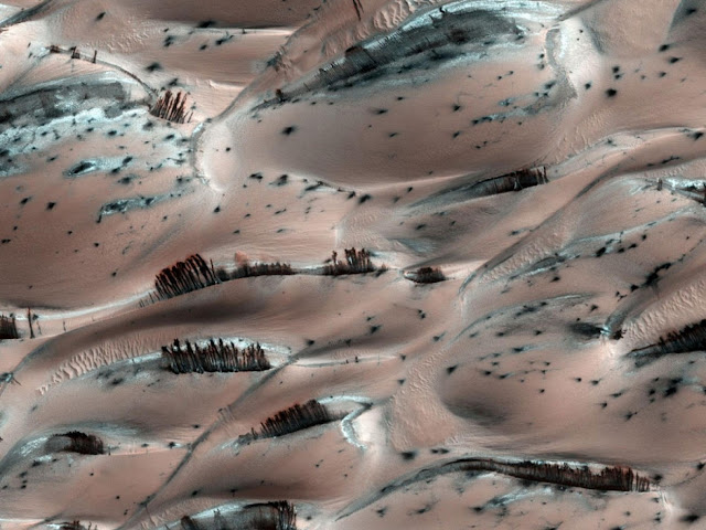 Из-за оптической иллюзии темные пятна на фотографии
выглядят как деревья. На самом деле это оползни марсианских дюн, вызванных сублимацией
углекислого газа.