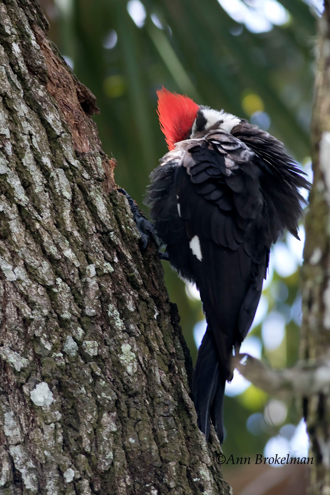 Ann Brokelman Photography: Pileated woodpecker Florida