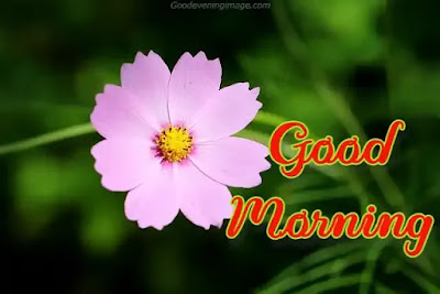 Good Morning flowers wish Good Morning flowers wish