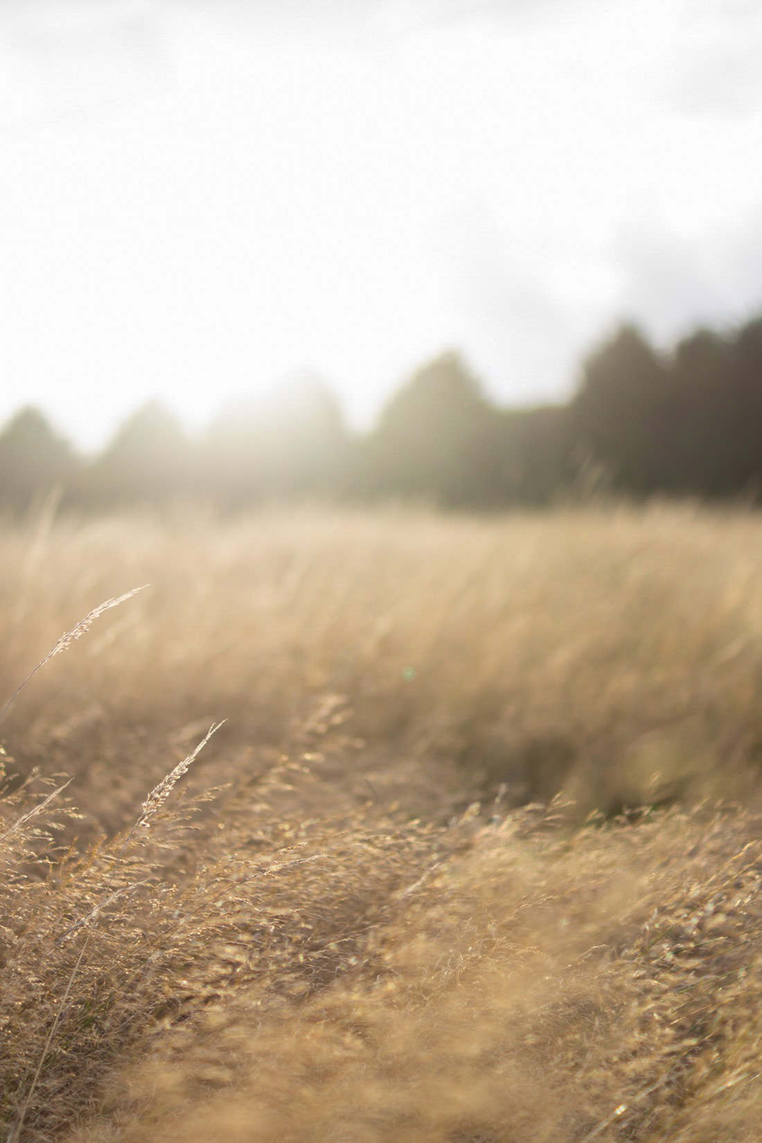 summer fields