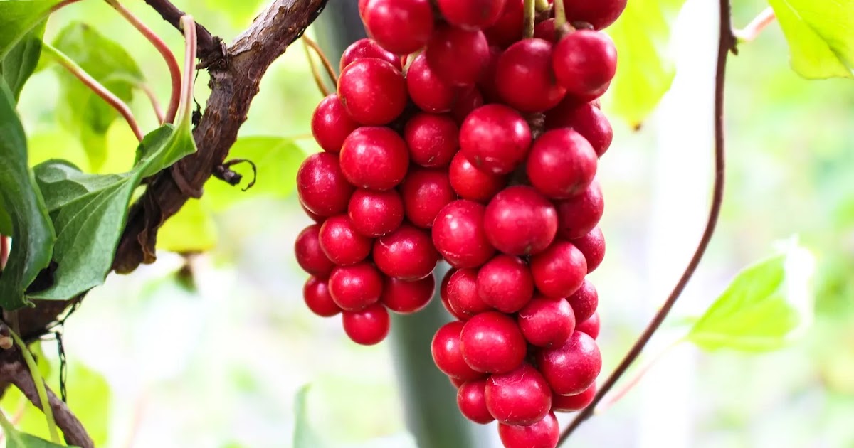 Qué es la Schisandra Chinensis? Qué es la Schisandra Chinensis?