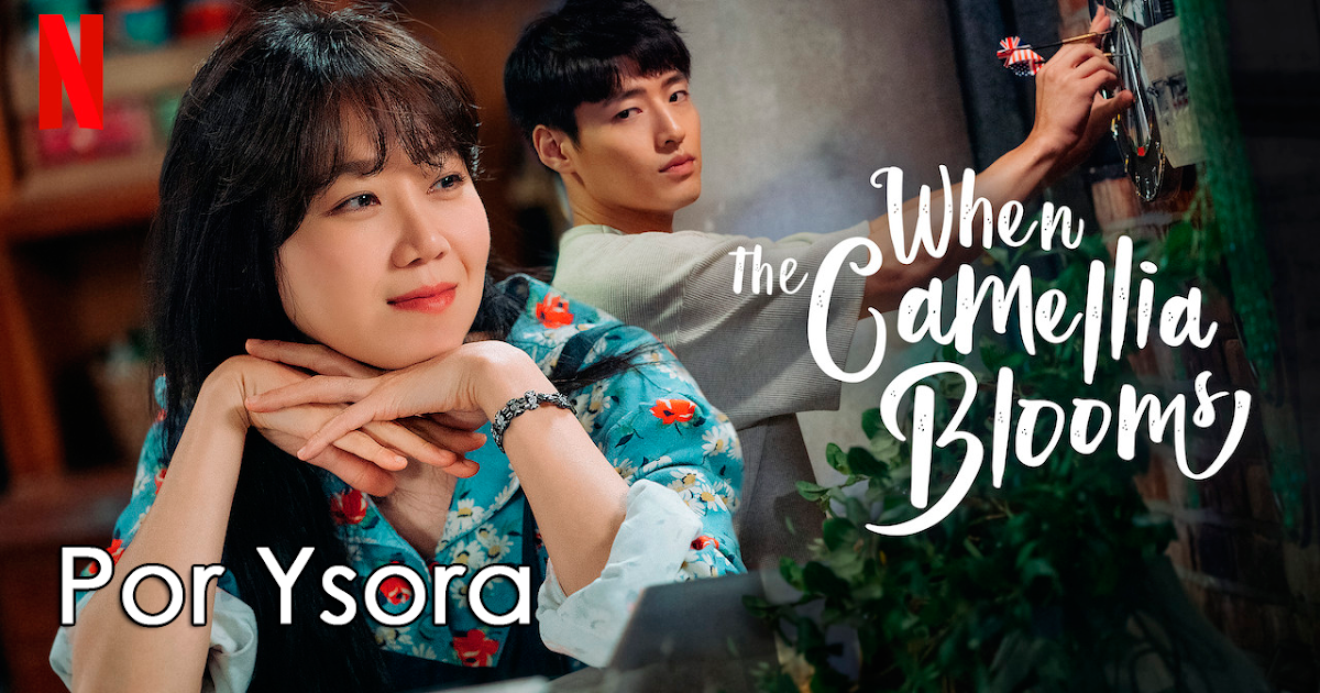 When the camellia blooms