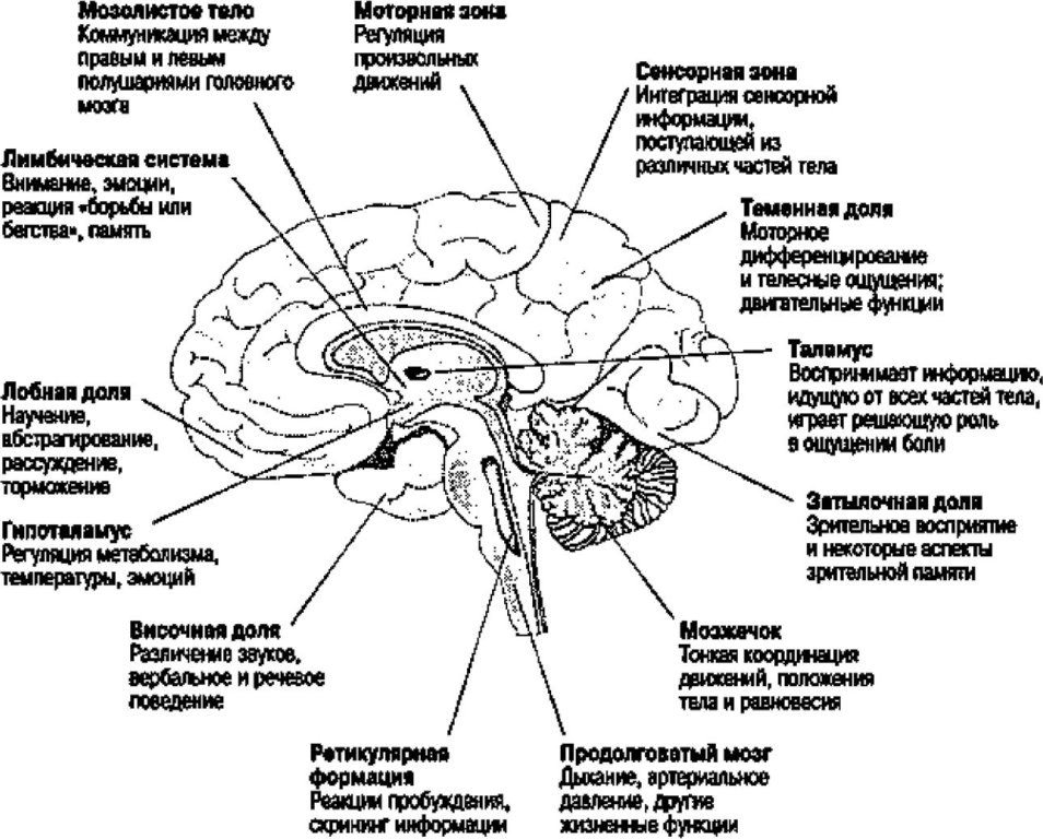 Мозг человека егэ. Головной мозг строение и функции. Отделы головного мозга и их функции схема. Человеческий мозг строение и функции. Строение и функции отделов головного мозга человека