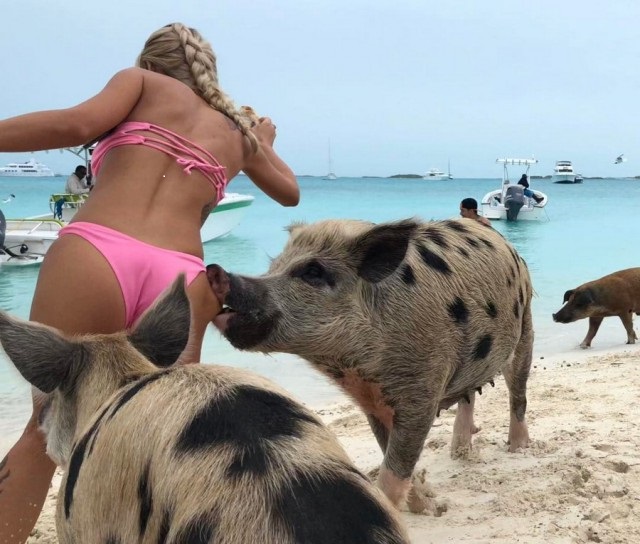 Lustiges Foto - Frau und Schweine am Strand - In den Po gebissen werden