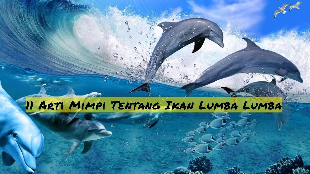 11 Arti Mimpi Tentang Ikan Lumba Lumba 11 Arti Mimpi Tentang Ikan Lumba Lumba