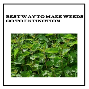 Best Way to Make Weeds Go To Extinction