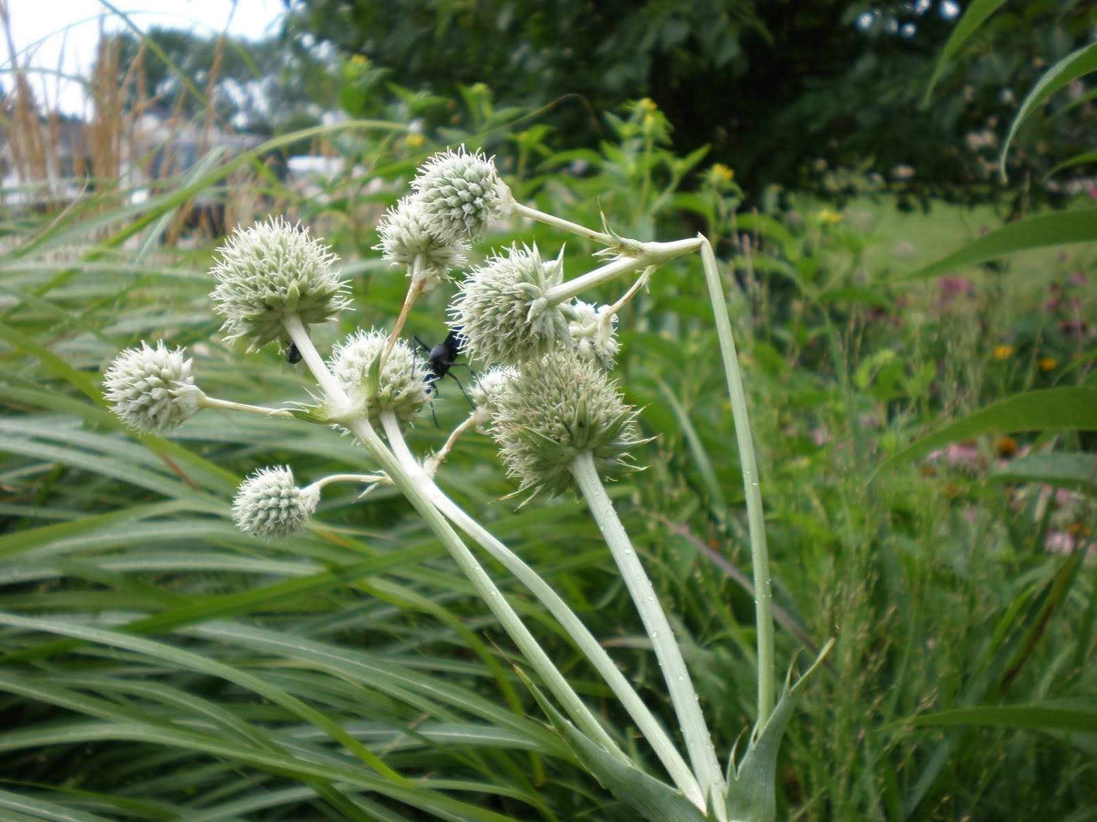 pollinators-welcome: Rattlesnake Master Pollinator Information