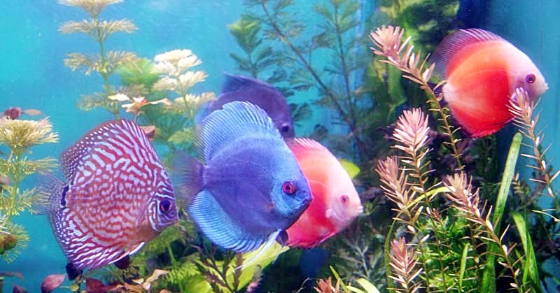 Budi Daya Ikan Hias Materi Prakarya Kelas 9 Semester 2 Revisi