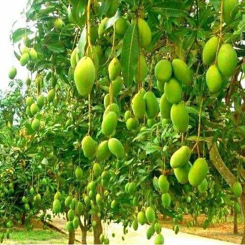 jual bibit mangga valid