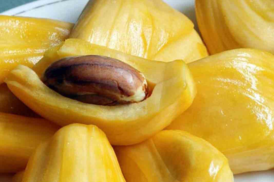 Benefits of Jackfruit Seeds tishabeststuff