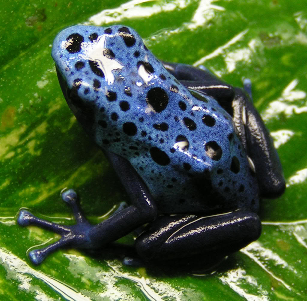 Monde Des Titounis Cinq Petites Grenouilles Le Monde du Vivant: Dendrobate azureus ou grenouille à flèches empoisonnées