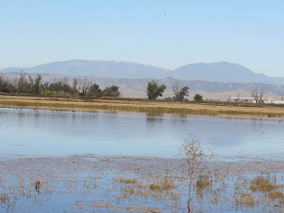 Sacramento National Wildlife Refuge