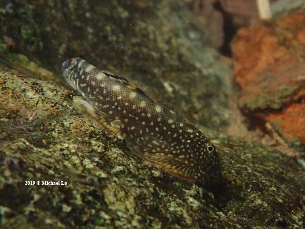 The rainforests of Borneo & Southeast Asia Gastromyzon farragus