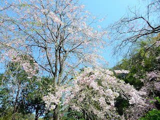 明月院の枝垂れ桜