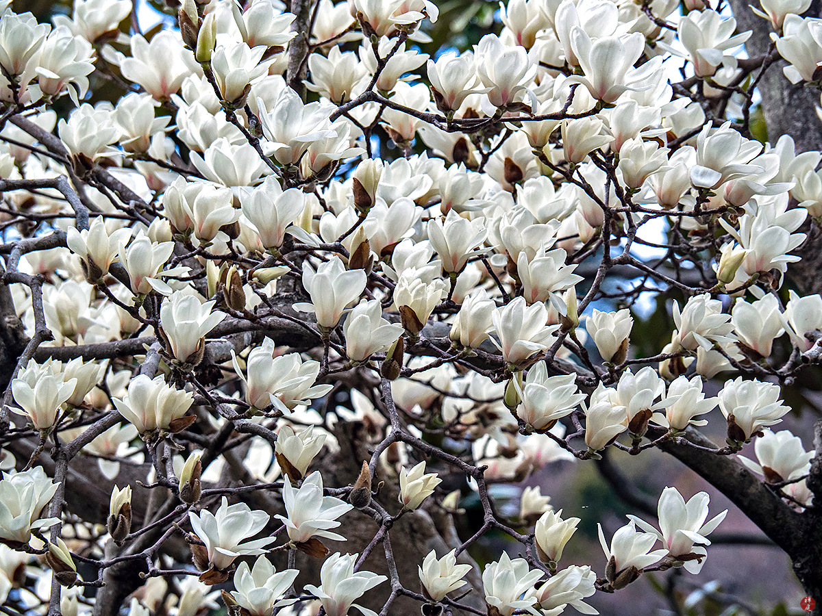 FROM THE GARDEN OF ZEN Hakumokuren (Yulan magnolia) flowers Engakuji