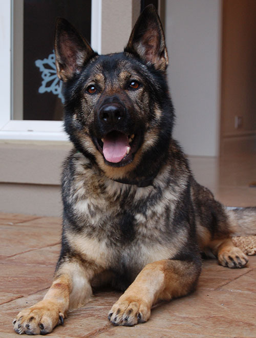 American German Shepherd Dog Dog German Shepherds