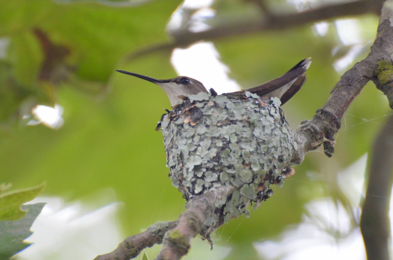 Urban Wildlife Guide Hummingbird Nest!