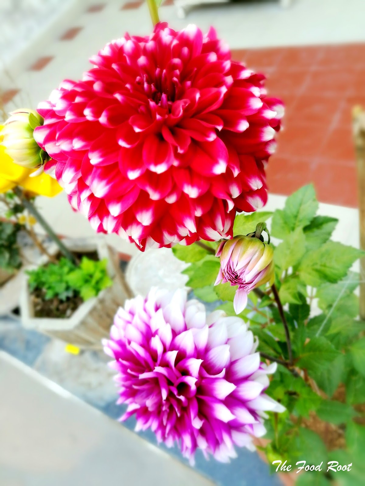 The Food Root How to Plant, Grow, and Care for Dahlia Flowers How to