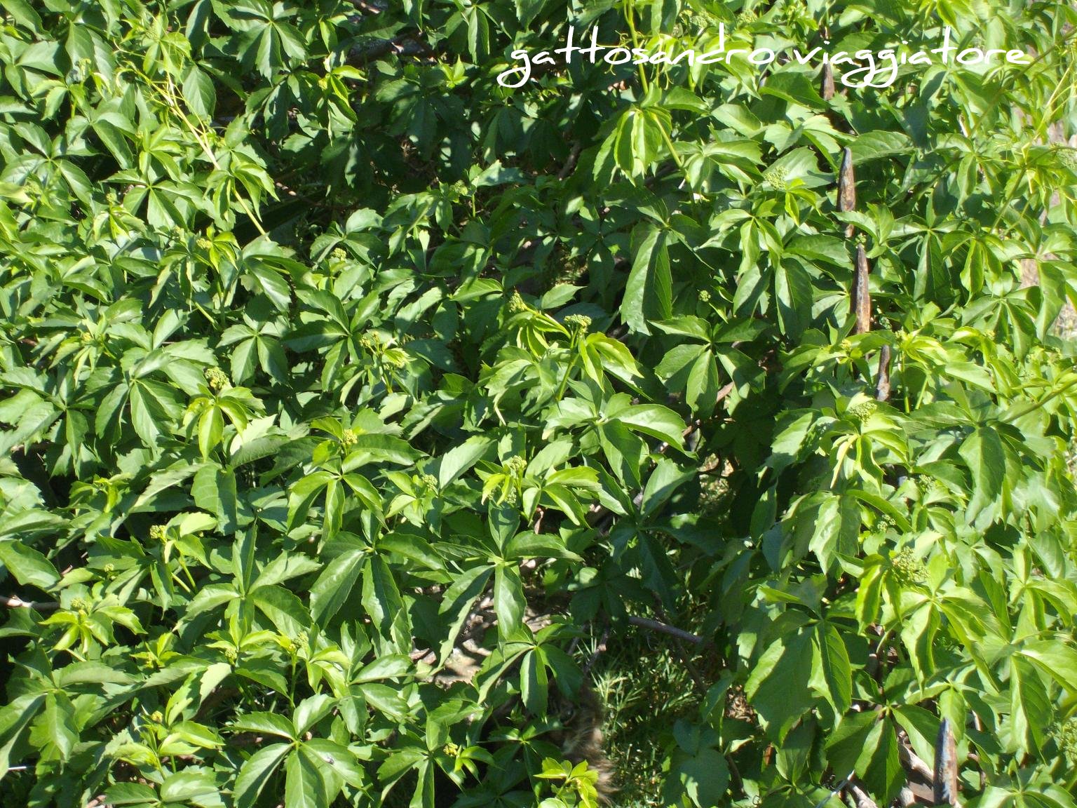 gattosandro viaggiatore travel blog Roma I