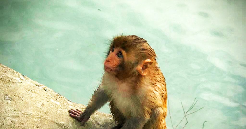 Graphics designer samprita (monkey) photo editing