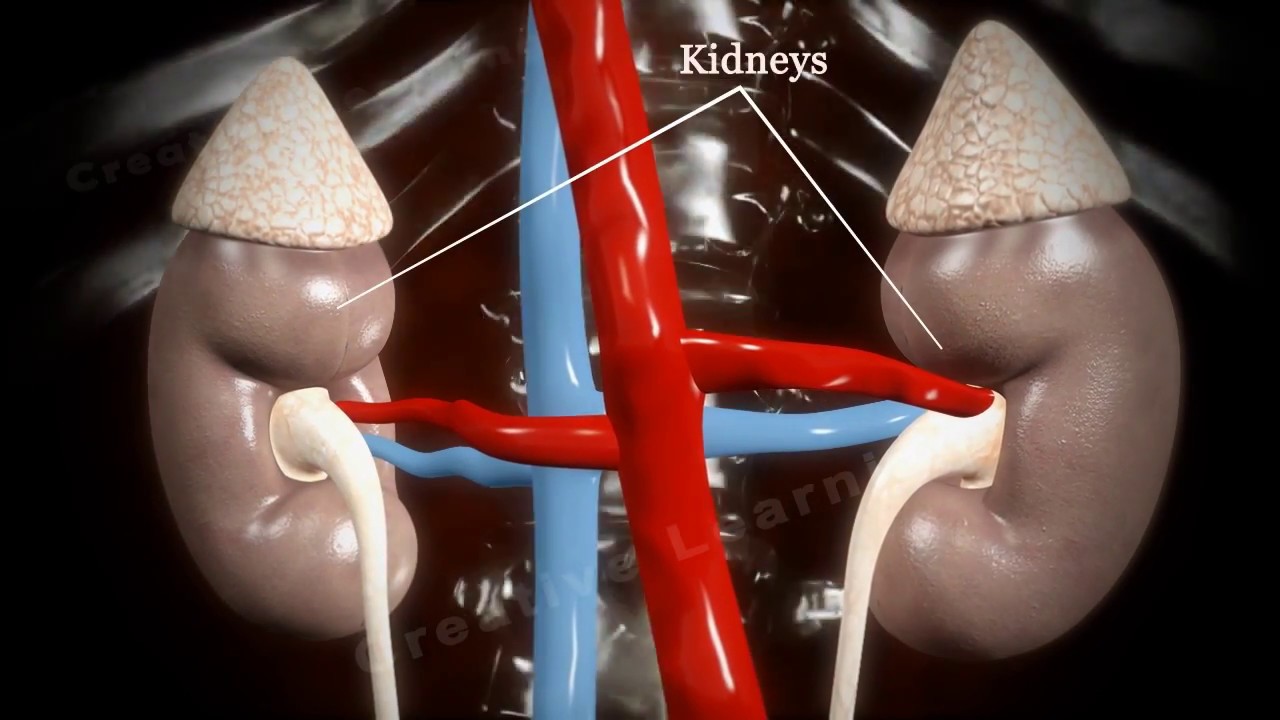 Glomerular Filtration 3D Video Education