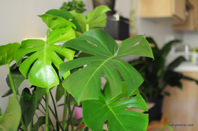 Split leaf philodendron