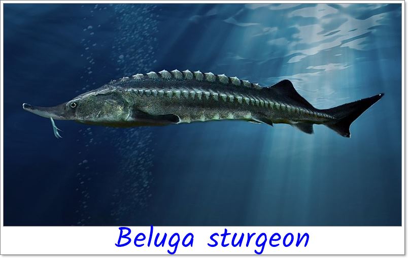Beluga Sturgeon