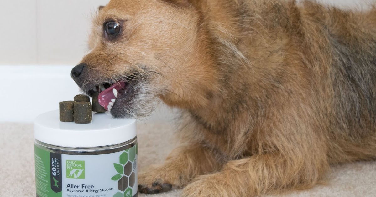 allergy support for dogs
