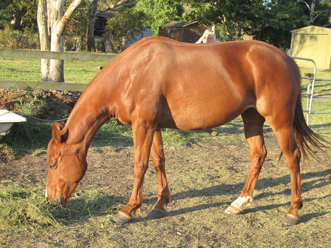 Australian Stock Horses Stock Horse Stud