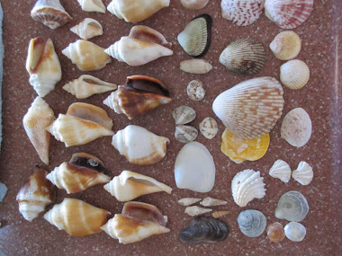 Seashells We Found on Sanibel Island