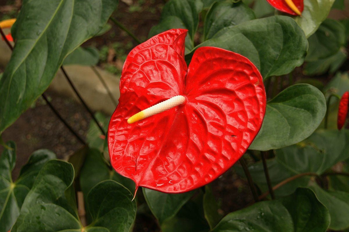 How To Grow Anthuriums Anthurium Growing Tips How To Home Gardening