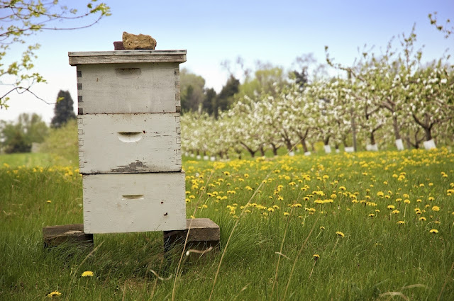 Εξιχνιάστηκαν περιπτώσεις ζωοκλοπών (κλοπών μελισσών) στην Καστοριά 