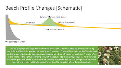 Diagram showing the process of dune ridge development at Hoylake beach