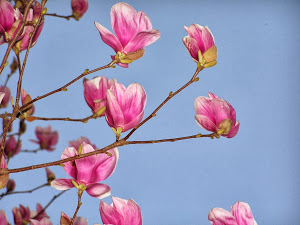 ３月の田舎暮らし格安物件探しで見付けた花