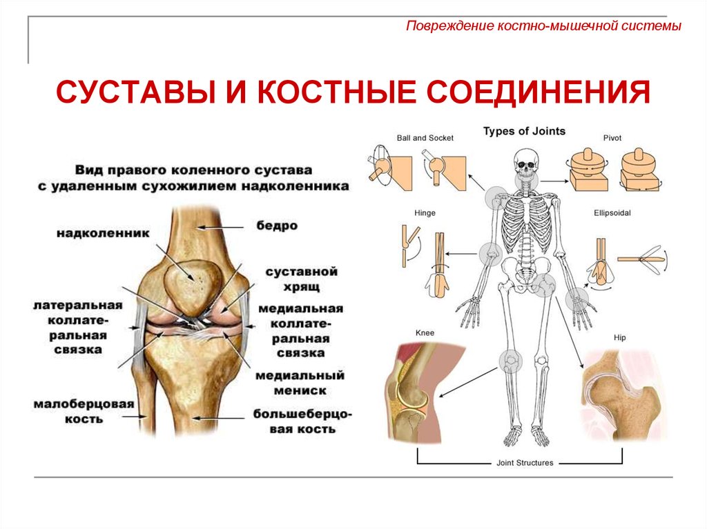 Какие есть суставы. Костно суставная система ребенка. Опорно двигательный аппарат суставы. Строение скелета и суставов. Функции костно-суставной системы.