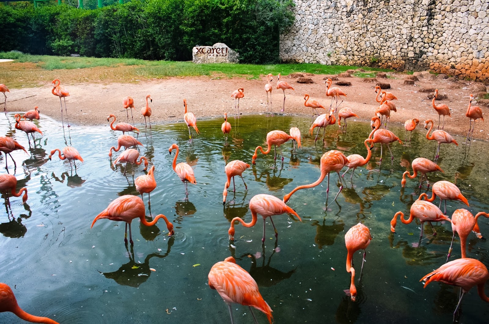 xcaret flamingo sanctuary 