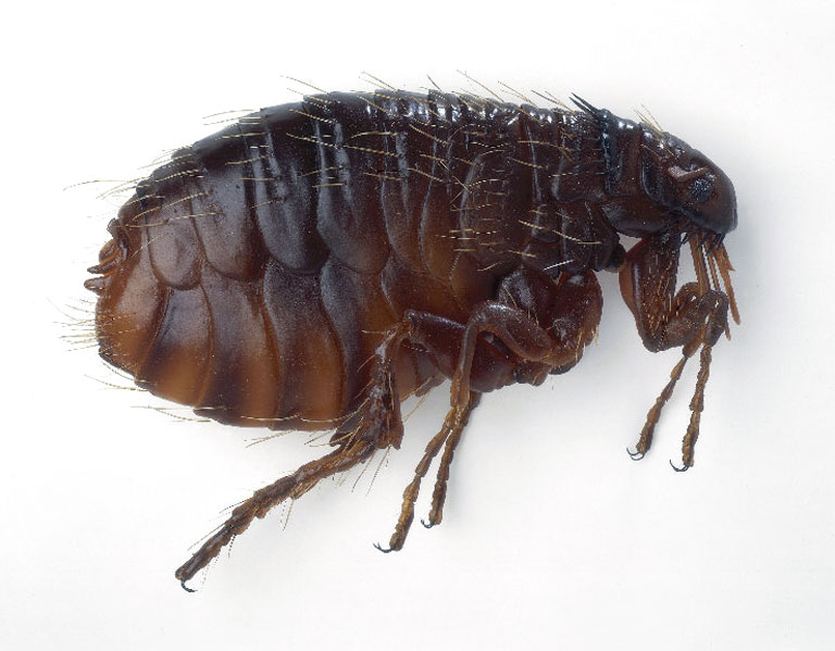 Puce Cape What Does Puce Look Like | Types de puces et comment les identifier – SSKL