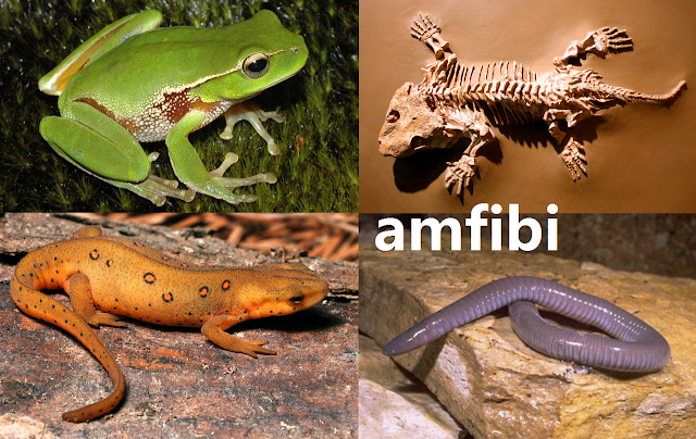 amfibi (biyoloji)