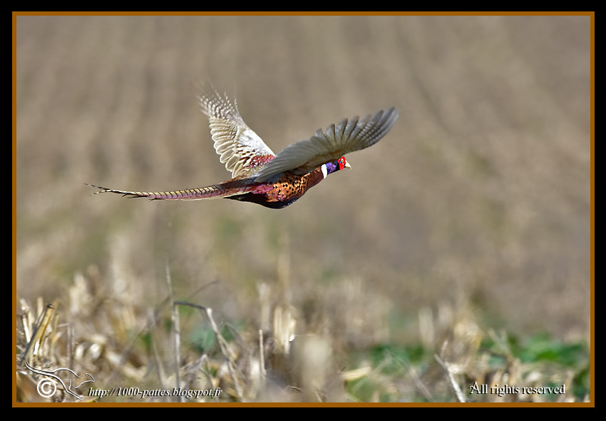 ailes de faisan de colchide séchée, ringneck pheasant wings