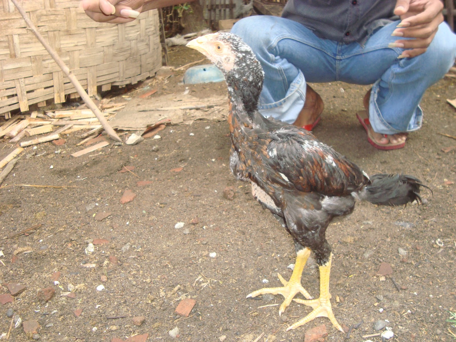 Peternakan Ayam Bangkok Pati