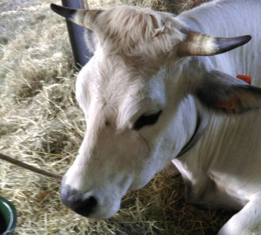 Il Trionfo Della Razza Al Mercato Della Schiavitu By Paola Re