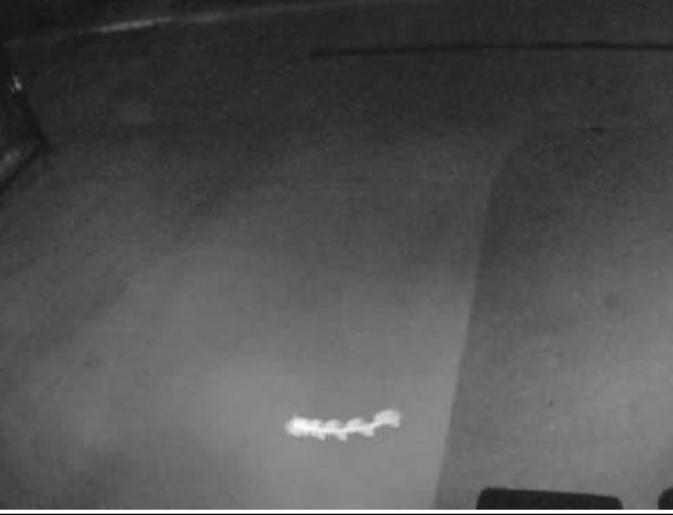 Insects In The City Tubular Flying Insects