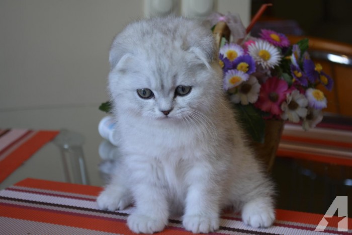 Your Lovely Pets Scottish Fold Kittens For Sale In California A scottish fold kitten can be a good purchase for people living both in a city apartment and in a country house, as they do not require laborious grooming, as well as have a calm disposition and amazing quick wit, allowing them to quickly learn the rules and. blogger